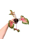 Caladium 'Tickle Me Pink' - Kaladyum Çiçeği