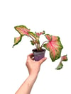 Caladium 'Tickle Me Pink' - Kaladyum Çiçeği