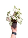 Caladium 'White Wonder' Dolgun Form