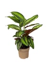 Calathea Beauty Star Dua Çiçeği