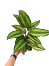 Calathea Beauty Star Dua Çiçeği