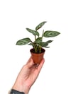 Calathea Ctenanthe Burle-Marxii Dua Çiçeği Bitkisi