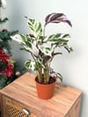 Calathea Fusion White Beyaz Yapraklı Dua Çiçeği (30-40 CM)