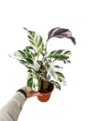 Calathea Fusion White Beyaz Yapraklı Dua Çiçeği (30-40 CM)