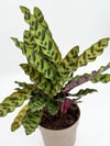 Calathea Lancifolia Dua Çiçeği (30-40 CM)