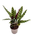 Calathea Lancifolia Dua Çiçeği (30-40 CM)