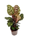Calathea Makoyana Dua Çiçeği (30-40 CM)