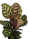 Calathea Makoyana Dua Çiçeği (30-40 CM)