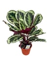 Calathea Medallion Dua Çiçeği 50 CM
