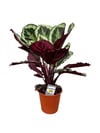 Calathea Medallion Dua Çiçeği 50 CM