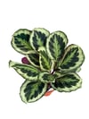 Calathea Medallion Dua Çiçeği 50 CM