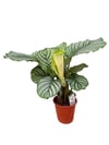 Calathea Orbifolia Dua Çiçeği 60-70 CM