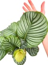 Calathea Orbifolia Dua Çiçeği 60-70 CM