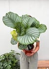 Calathea Orbifolia Dua Çiçeği 60-70 CM