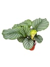 Calathea Orbifolia Dua Çiçeği 60-70 CM