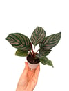 Calathea Ornata Dua Çiçeği
