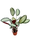 Calathea Picturata 'Argentea' Dua Çiçeği