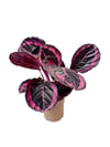 Calathea Roseopicta 'Dottie' 30-40 CM Dua Çiçeği