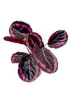 Calathea Roseopicta 'Dottie' 30-40 CM Dua Çiçeği