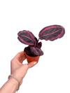 Calathea Roseopicta 'Dottie' Dua Çiçeği