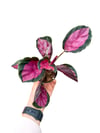 Calathea Roseopicta 'Rosy' Dua Çiçeği