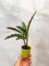 Calathea Rufibarba Dua Çiçeği