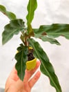 Calathea Rufibarba Dua Çiçeği