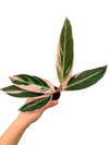 Calathea Triostar Pembe Alacalı Kalatya Dua Çiçeği