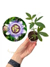 Çarkıfelek Çiçeği Fidesi Passiflora