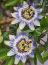 Çarkıfelek Çiçeği Fidesi Passiflora
