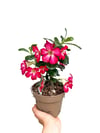 Çöl Gülü Adenium