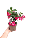 Çöl Gülü Adenium