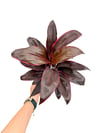 Cordyline Mambo Kordilin Bitkisi