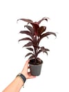 Cordyline Mambo Kordilin Bitkisi