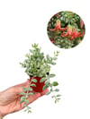 Cotyledon Pendens Turuncu Sarkıcı Sukulent