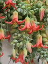 Cotyledon Pendens Turuncu Sarkıcı Sukulent