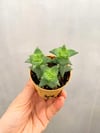 Crassula Perforata