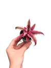 Cryptanthus Bivittatus 'Red Star'