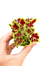 Curly Coleus Yaprak Güzeli
