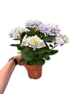 Ebruli Pembe Ortanca Çiçeği - Hydrangea