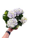 Ebruli Pembe Ortanca Çiçeği - Hydrangea