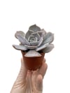 Echeveria Lilacina