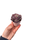 Echeveria Suyon Koleksiyonluk Özel Tür Sukulent