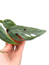 Epipremnum Cebu Blue