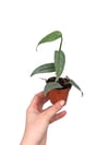 Epipremnum Cebu Blue