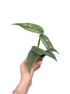 Epipremnum Cebu Blue