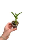 Epipremnum ‘Godzilla'
