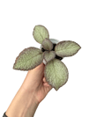 Episcia 'Silver Shield'