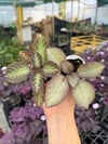 Episcia 'Silver Shield'