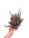 Erica Çiçeği Mor Calluna Vulgaris